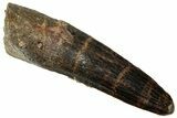 Fossil Spinosaurus Tooth - Real Dinosaur Tooth #329697-1